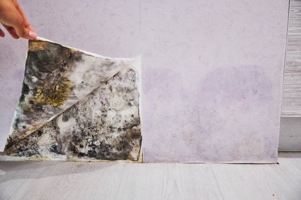 Certified Mold Removal in Swepsonville, NC